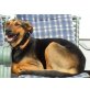 Betti, Schäferhund - Hündin