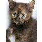 Bettie, Mischling - Katze