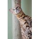 Betty, Bengalkatze - Katze