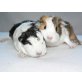 Betty,Bibi,, Cuy Riesenmeerschweinchen - weiblich