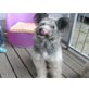 Betty, Briard-Beardedmix - Hündin