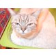 Betty, Britisch Kurzhaarkatze - Katze