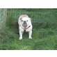 Betty, Englische Bulldogge - Hündin