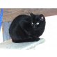 Betty, Hauskatzen - Katze