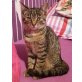 Betty, Junge Katze sucht ein liebevolles Zuhause. - Katze