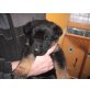 Betty, Junges Schäfermädel sucht Familie Welpen - Hündin