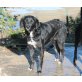 Betty, Labradormischling - Hündin