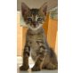 Betty, Mischling - Katze