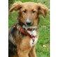 Betty, Mischling Welpen - Hündin