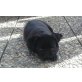 Betty, Mops - Hündin