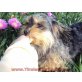 Betty Terrier-Mix - Hündin