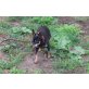 Betty, Zwergpinscher - Hündin