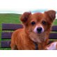 Betuska, Vom Vermehrer gerettet - Hündin