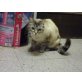 Bety FIV Notfall, Siam-Mix - Katze