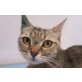 Bety, nur verschmust - Katze