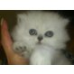 Beverly, Perser - Katze