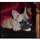 Bevi Dragonbulls, Französische Bulldogge Welpen - Hündin