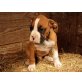 Bewährte Stud Schöne Big Boned Red Flashy Box, Boxer - Rüde