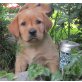 Bexter vom Aicherhof, Labrador Retriever Welpen - Rüde