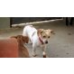 Beykes, Jack Russel - Rüde