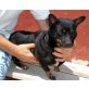 Beyonce, Corgie Mix - Hündin