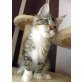 Bezaubender Maine Coon Kitten mit Pap.., Maine Coon - Kater