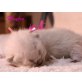 Bezaubernde BKH-Mäderl suchen Kuschelplatz, Britisch Kurzhaarkatze - Katze