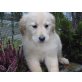 Bezaubernde Golden Retriever Welpen, Golden Retriever Welpen - Hündin