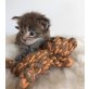Bezaubernde Maine Coon Babies, Maine Coon - Katze