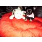 Bezaubernde Mini mini Chihuahuahündin, Chihuahua langhaariger Schlag Welpen - Hündin