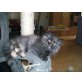 Bezaubernde Perserbabys , Perser - Katze