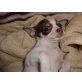 Bezaubernder Mini Chihuahuarüde, Chihuahua langhaariger Schlag Welpen - Rüde