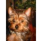 Bezaubernder Yorkshire Terrier Rüde, Yorkshire Terrier Welpen - Rüde