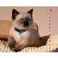 Bezauberndes BKH-Katerchen mit blauen Augen!, Britisch Kurzhaarkatze - Kater