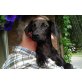 Bezauberndes Hundekind, verschmust und lieb - Hündin
