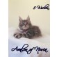 Bezauberndes Maine Coon Kitten mit Stammbaum , Maine Coon - Kater