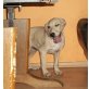 Bezzi, Labradormix - Hündin