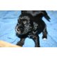 Bhandu, Cockerspaniel u. Tiebet Terrier Welpen - Rüde