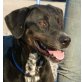 Biana, Labrador-Jagdhund-Dalmatiner-Mischling - Hündin