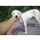 Bianca, Chihuahua-Mix - Hündin