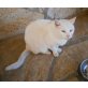 Bianca, Mischling - Katze