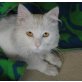 Bianco, Mischling - Kater