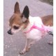 Biba, Chihuahua kurzhaariger Schlag - Hündin