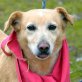 Bibbi - Linares, Labrador-Dackel-Mix, kastriert - Hündin