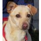 Bibi 5, Pinscher-Mishclingshündin - Hündin