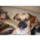 Bibi 7, Mops-Pinscher Mischling - Hündin