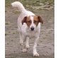 Bibi, Beagle - Kleiner Münsterländer - Hündin