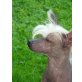 Bibi, Chinesischer Schopfhund Hairless-Schlag - Hündin