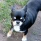 Bibi ist menschenbezogen + eine Schmusebacke, Chihuahua kurzhaariger Schlag - Hündin