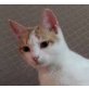 Bibi, süsse Maus sucht Familienanschluß - Katze